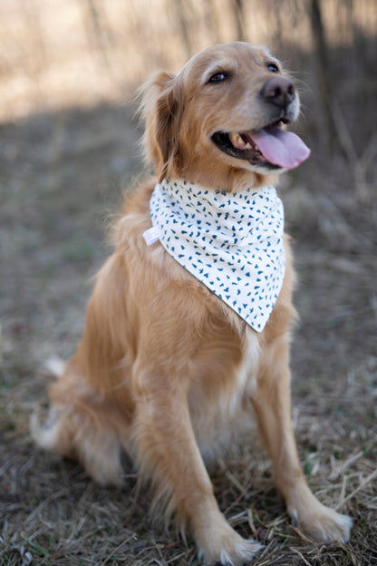 Brody (Summer Dog Bandana)
