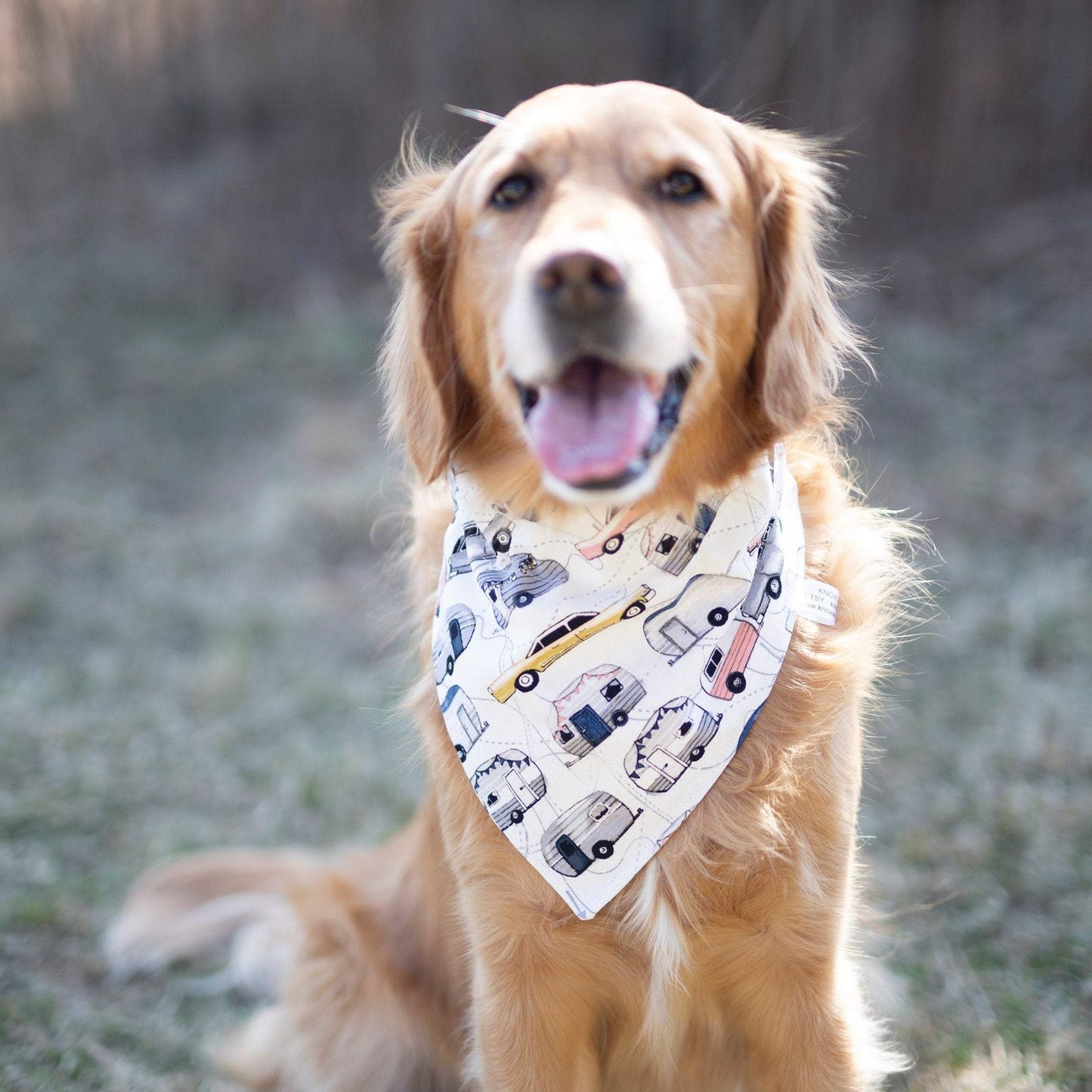 Brody (Summer Dog Bandana)