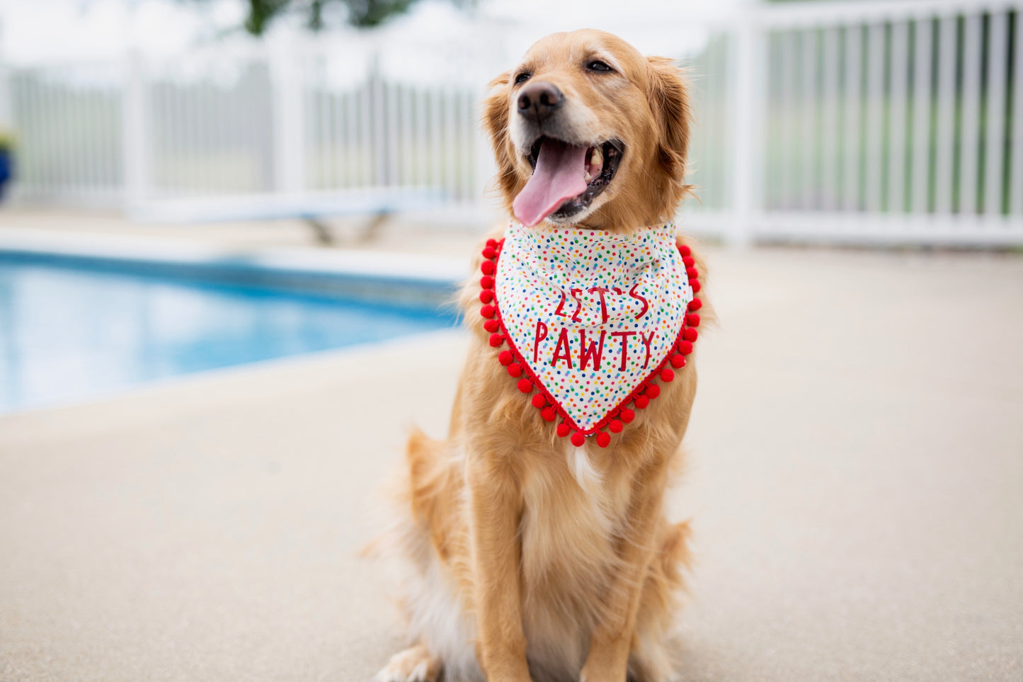 Campbell (Birthday Dog Bandana)