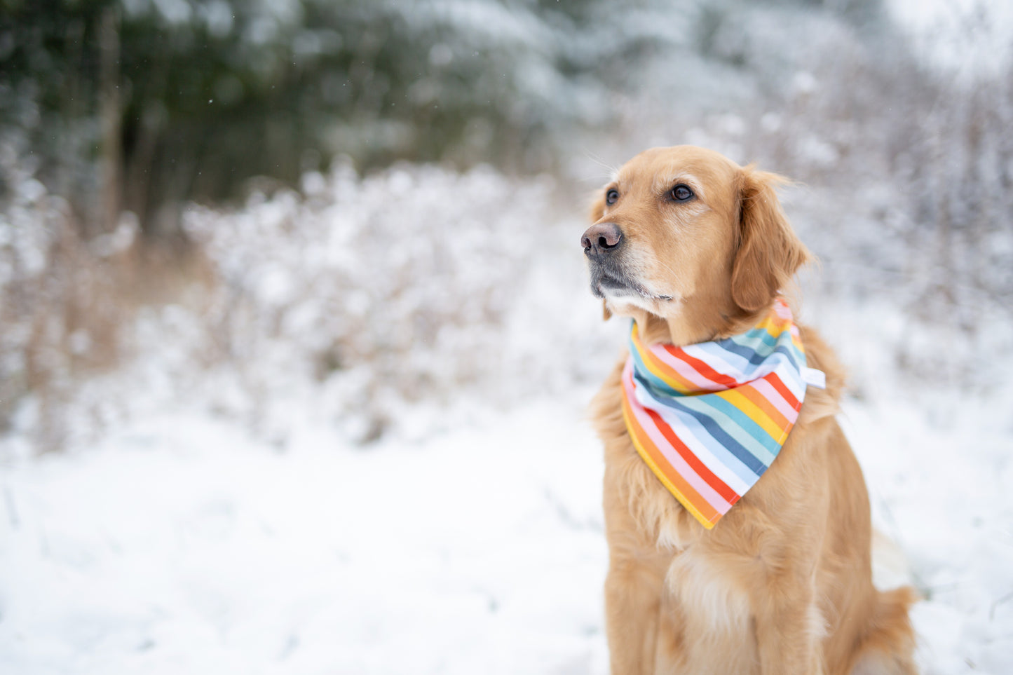 Rainbow Dog Bandana