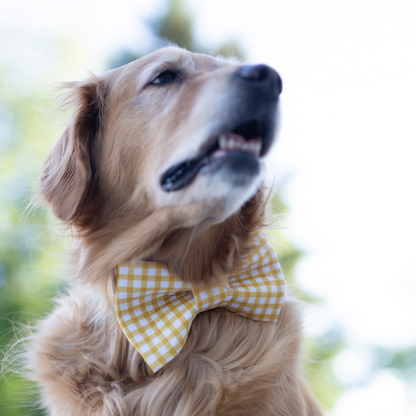 Summer Bow tie