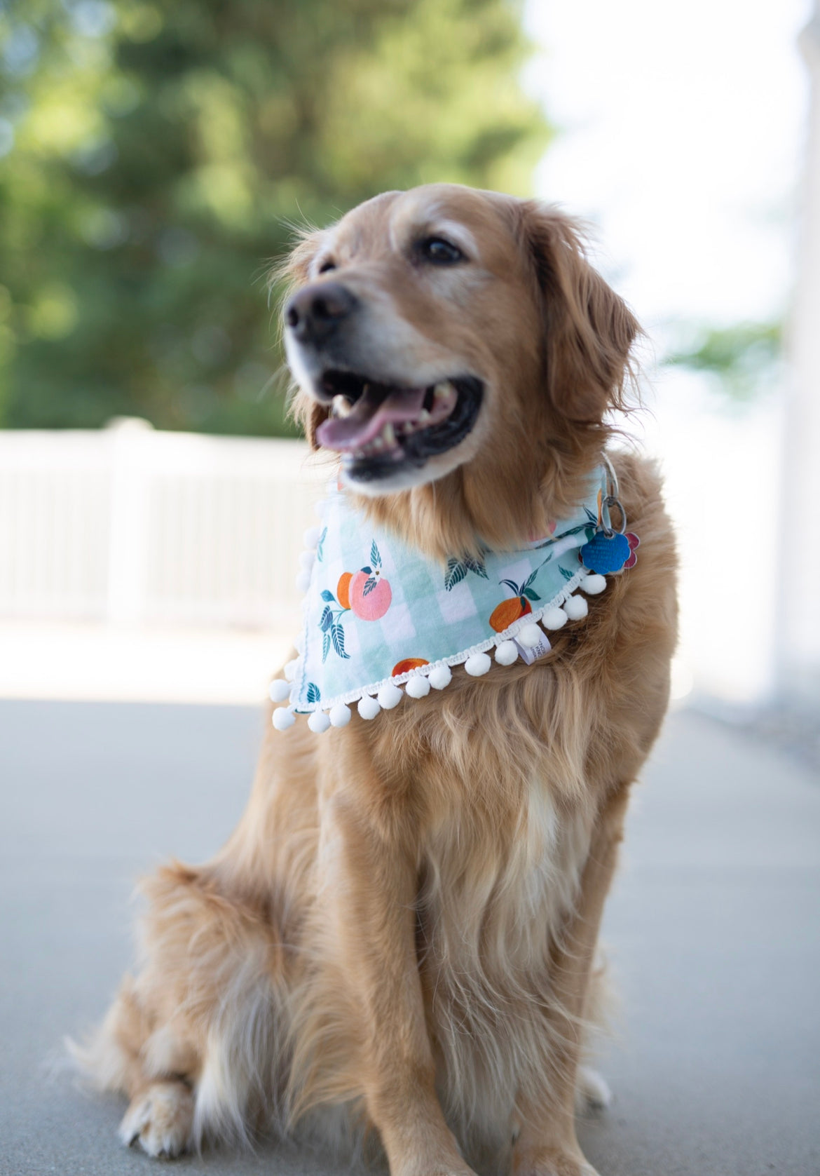 Summer Fruit Dog Bandana