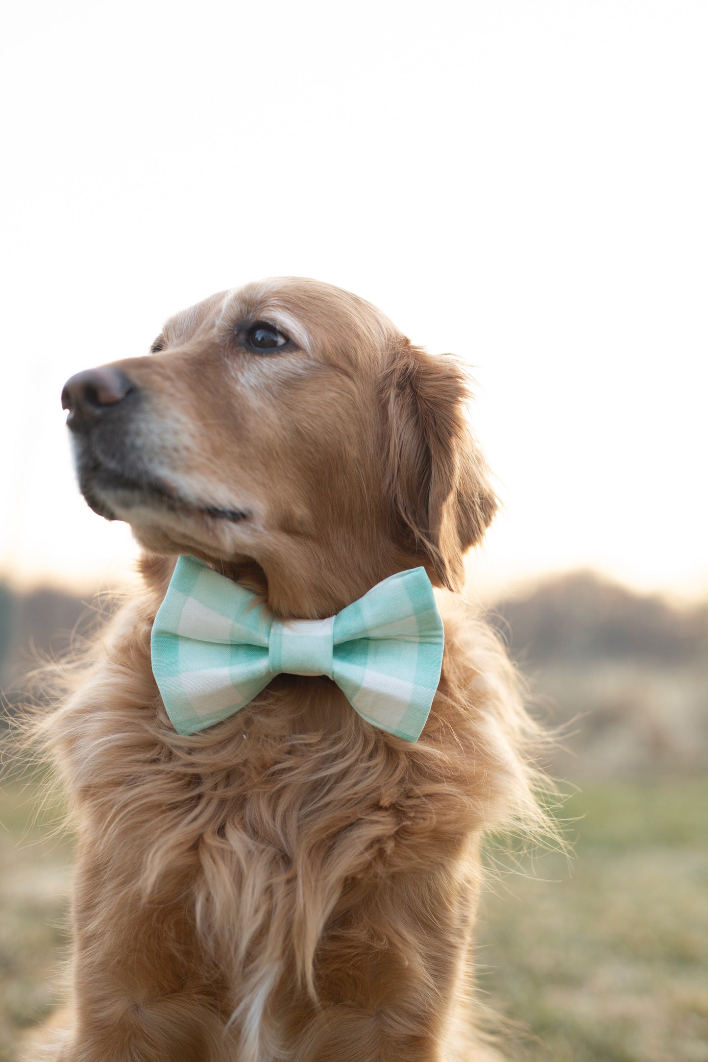 Spring Dog Bow Tie - Charles