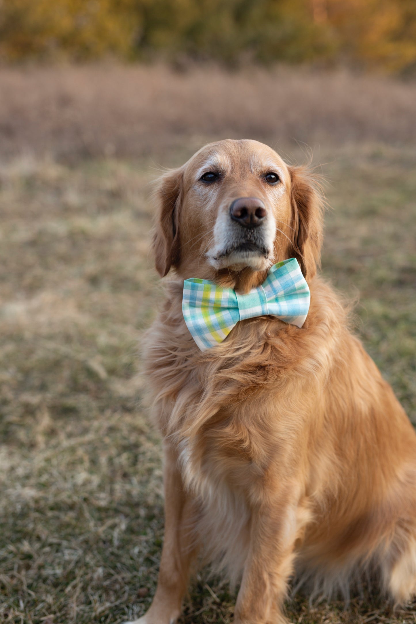 Spring Dog Bow tie - Louis