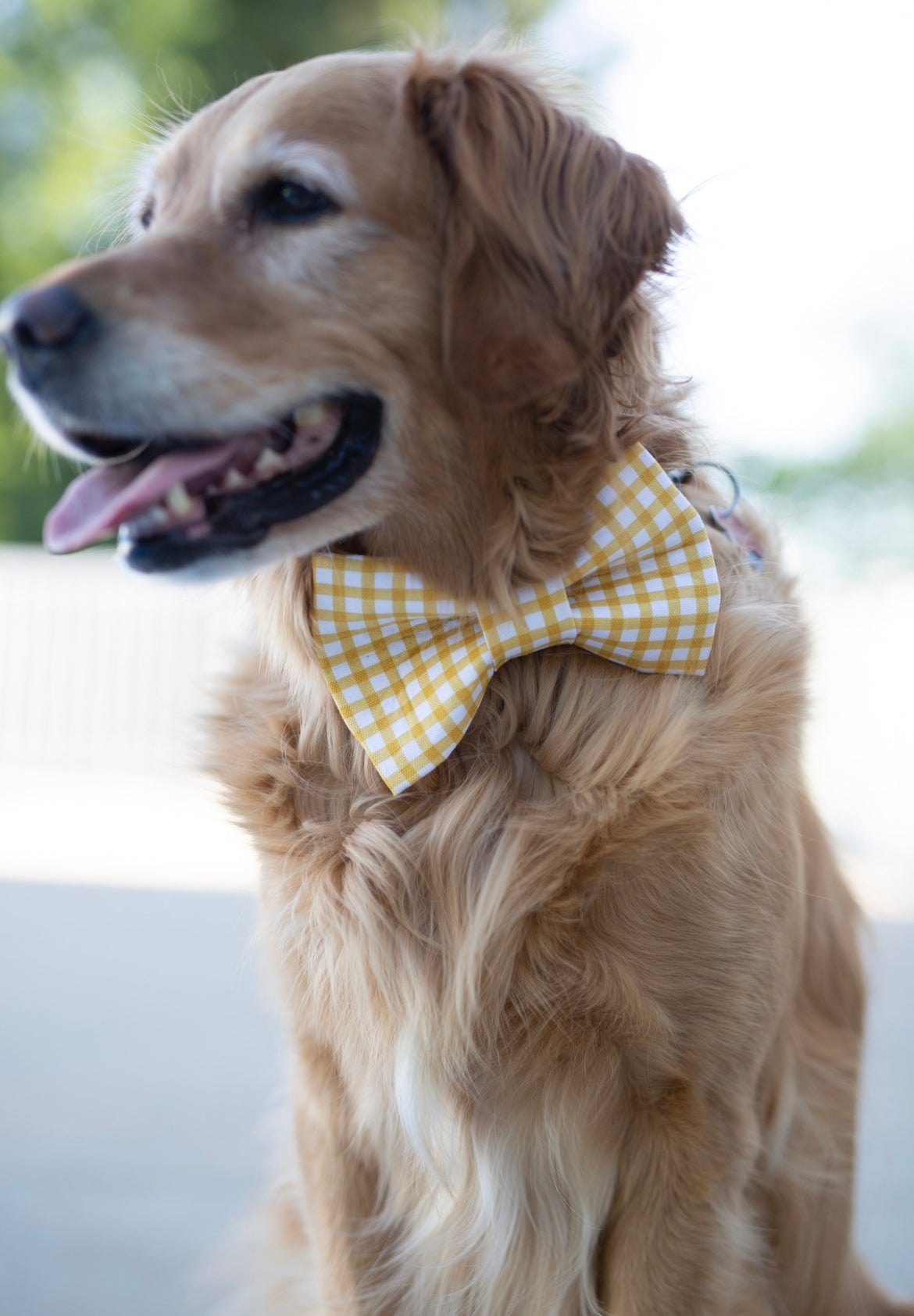 Summer Bow tie