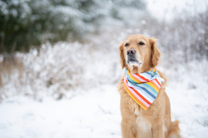 Rainbow Dog Bandana