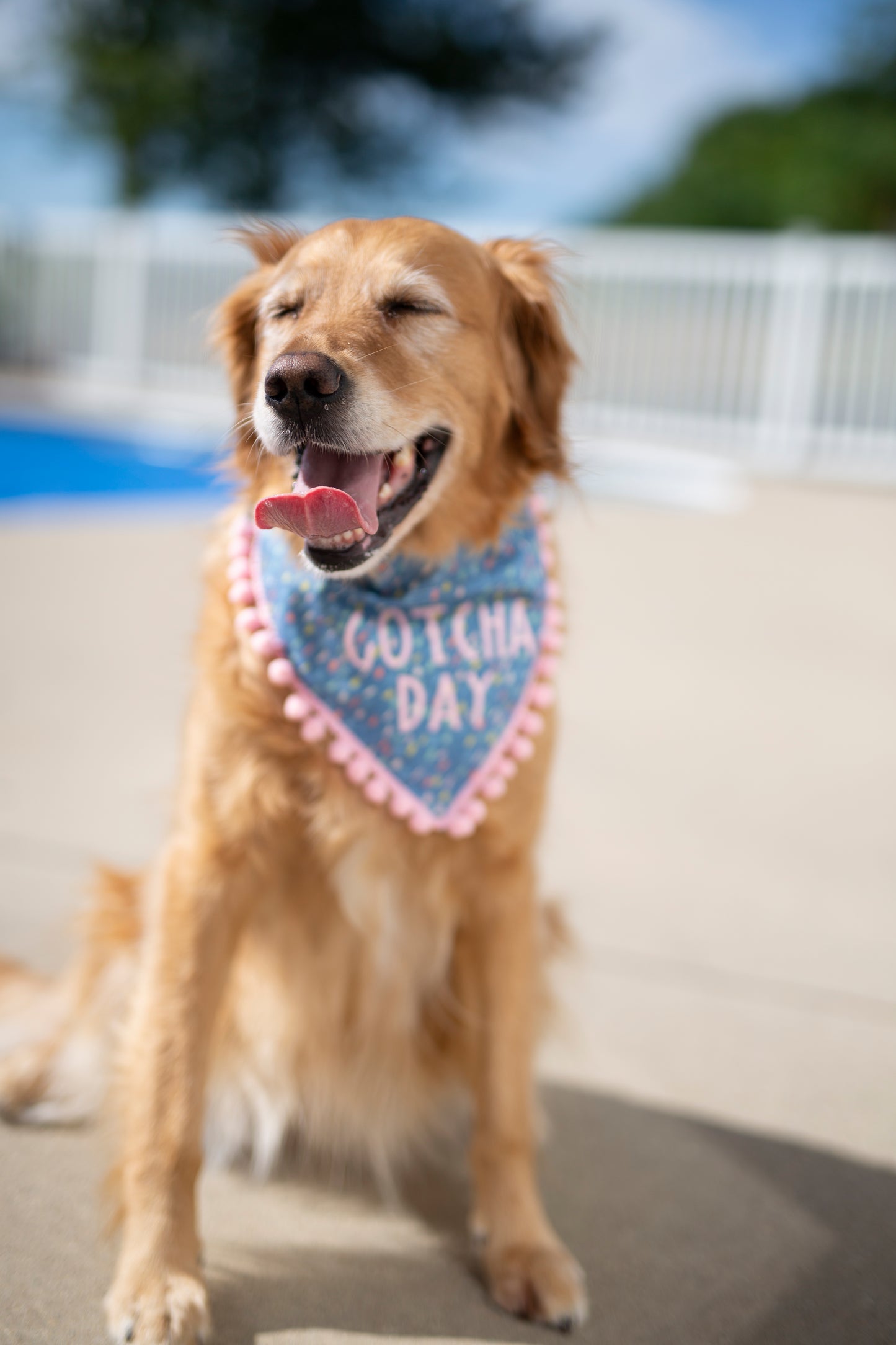 Gotcha Day Dog Bandana - Blue