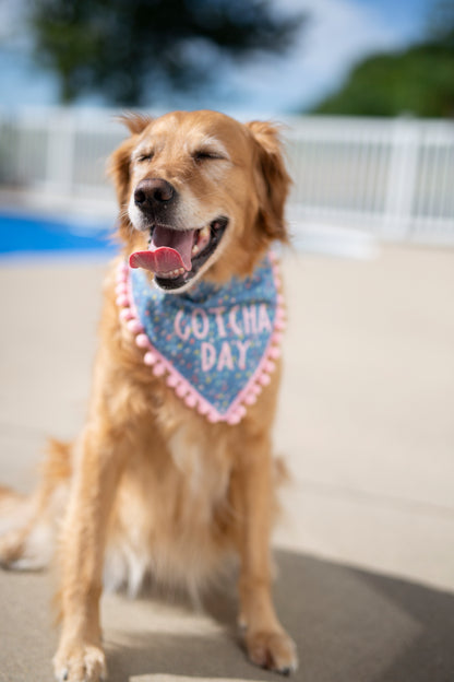 Gotcha Day Dog Bandana - Blue
