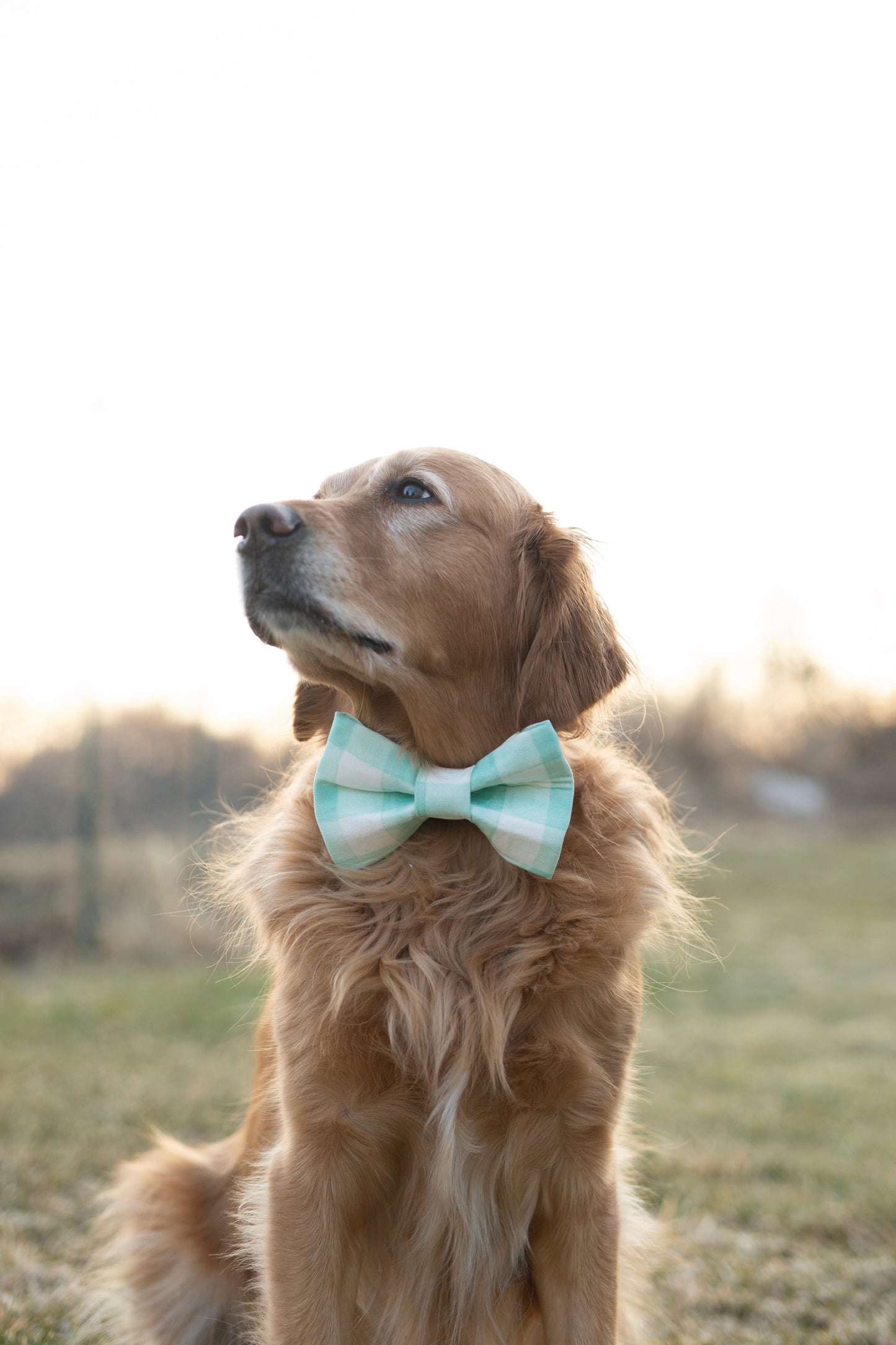 Spring Dog Bow Tie - Charles