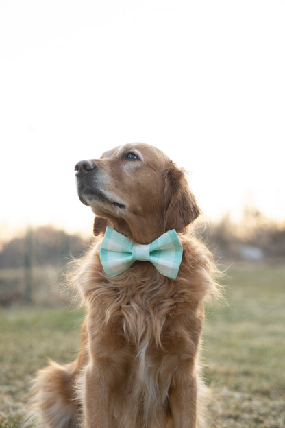 Spring Dog Bow Tie - Charles