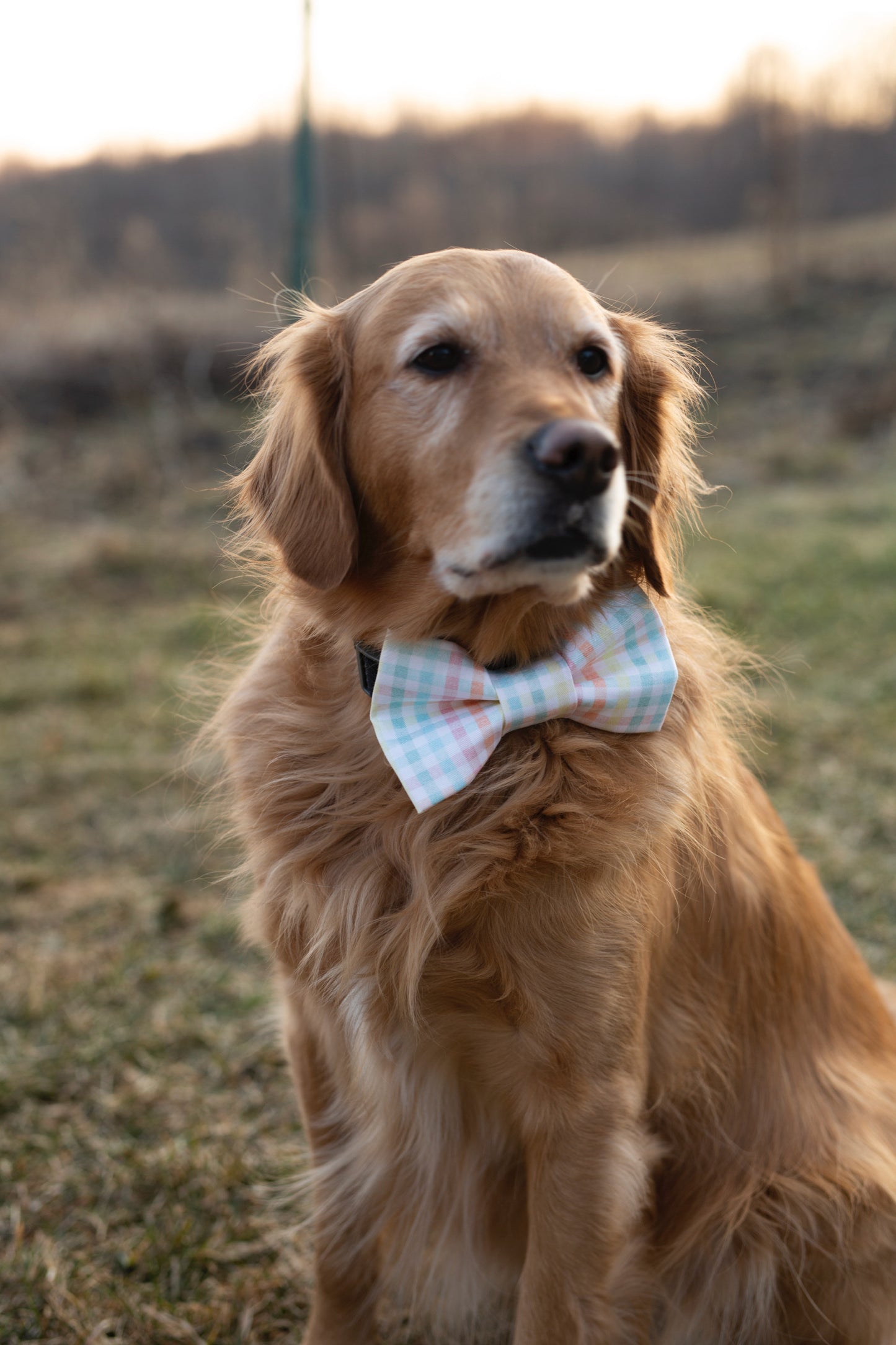 Spring Dog Bow tie - Benny