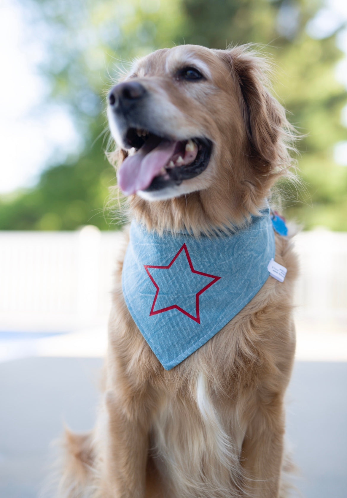 Fourth of July Dog Bandana - Rockstar