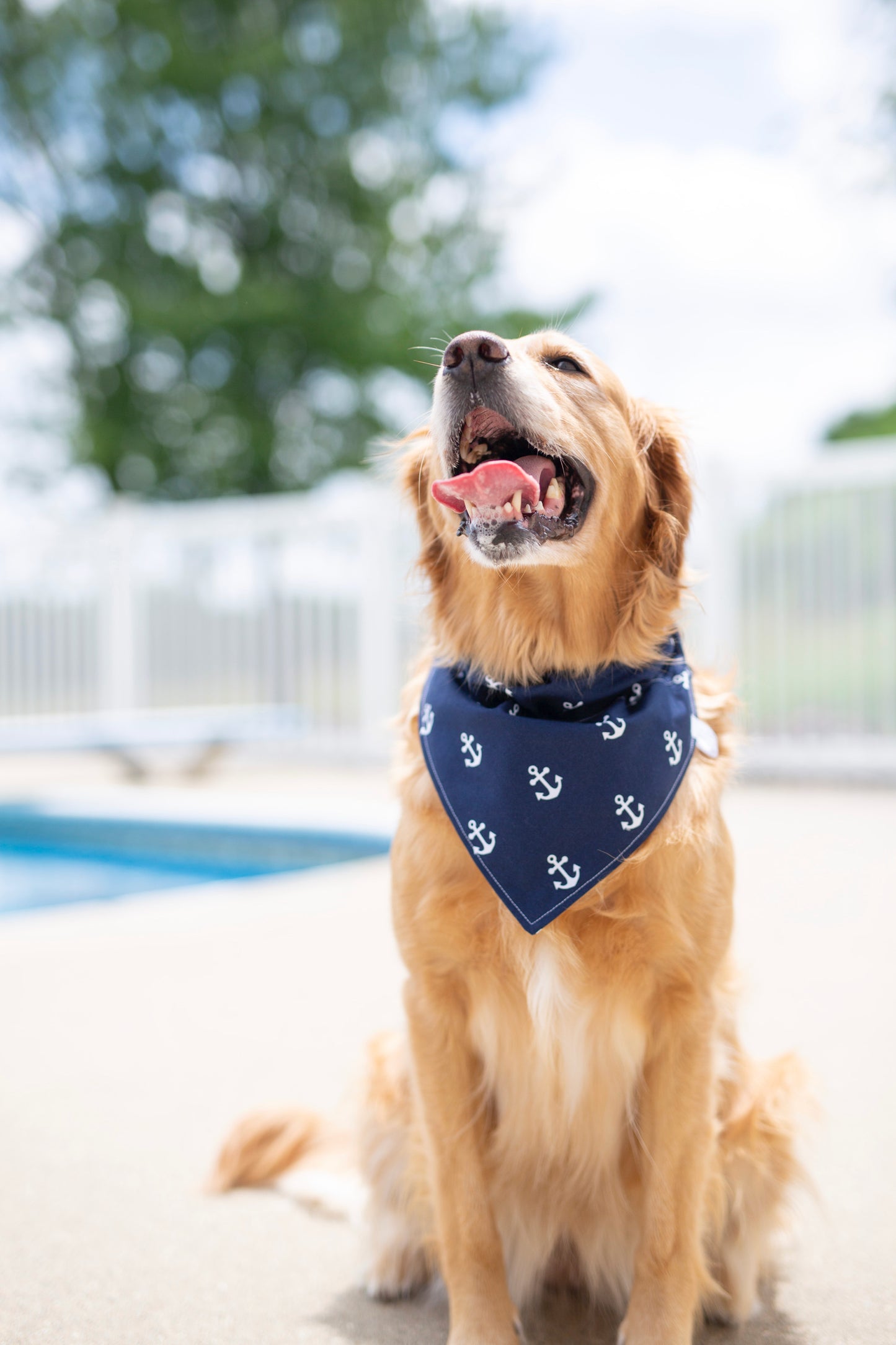 Nautical, Anchor dog bandana