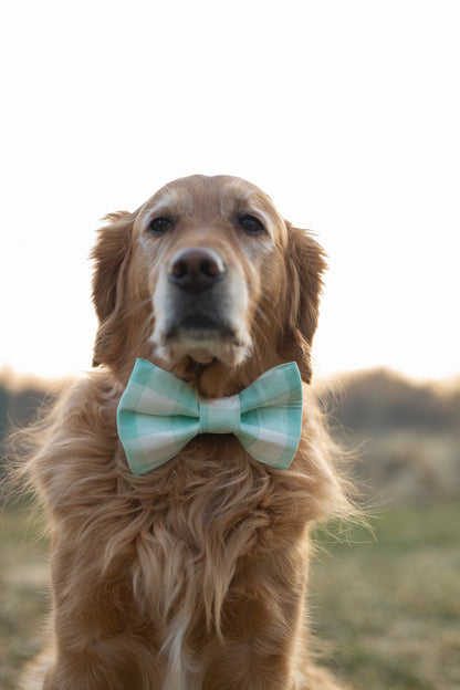 Spring Dog Bow Tie - Charles