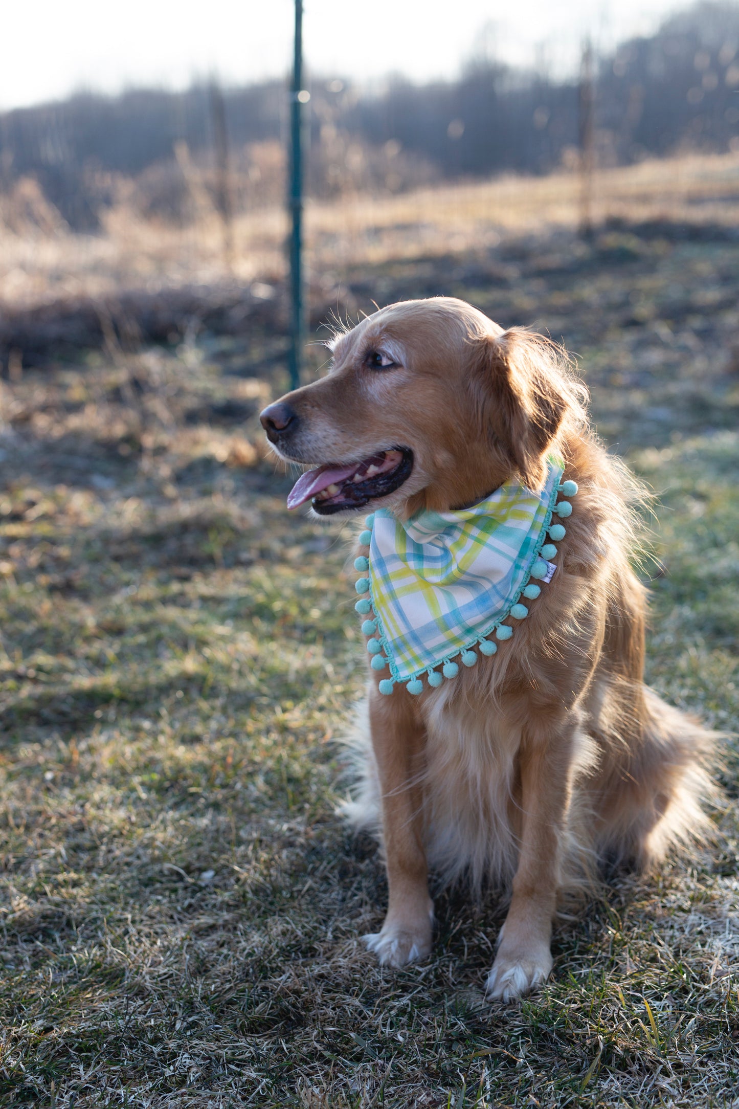 Easter Dog Bandana - Reese