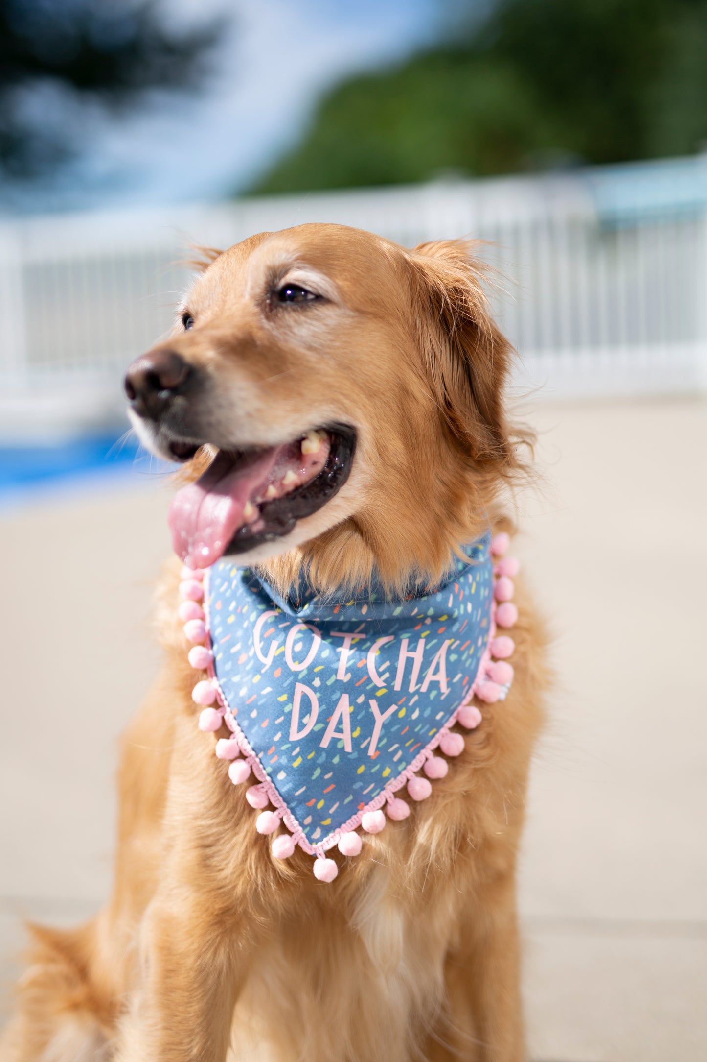 Gotcha Day Dog Bandana - Blue