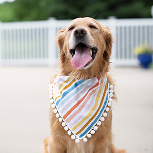 Rainbow Dog Bandana (Leigh)