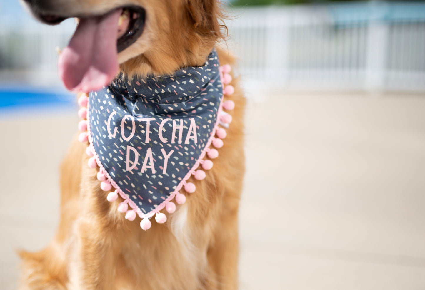 Gotcha Day Dog Bandana - Navy